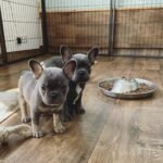 WhatsApp Image 2024-02-05 at 1.32.35 AM