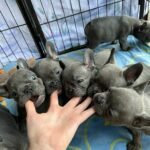 WhatsApp Image 2024-02-05 at 1.32.38 AM