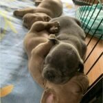 WhatsApp Image 2024-02-05 at 1.32.42 AM (1)